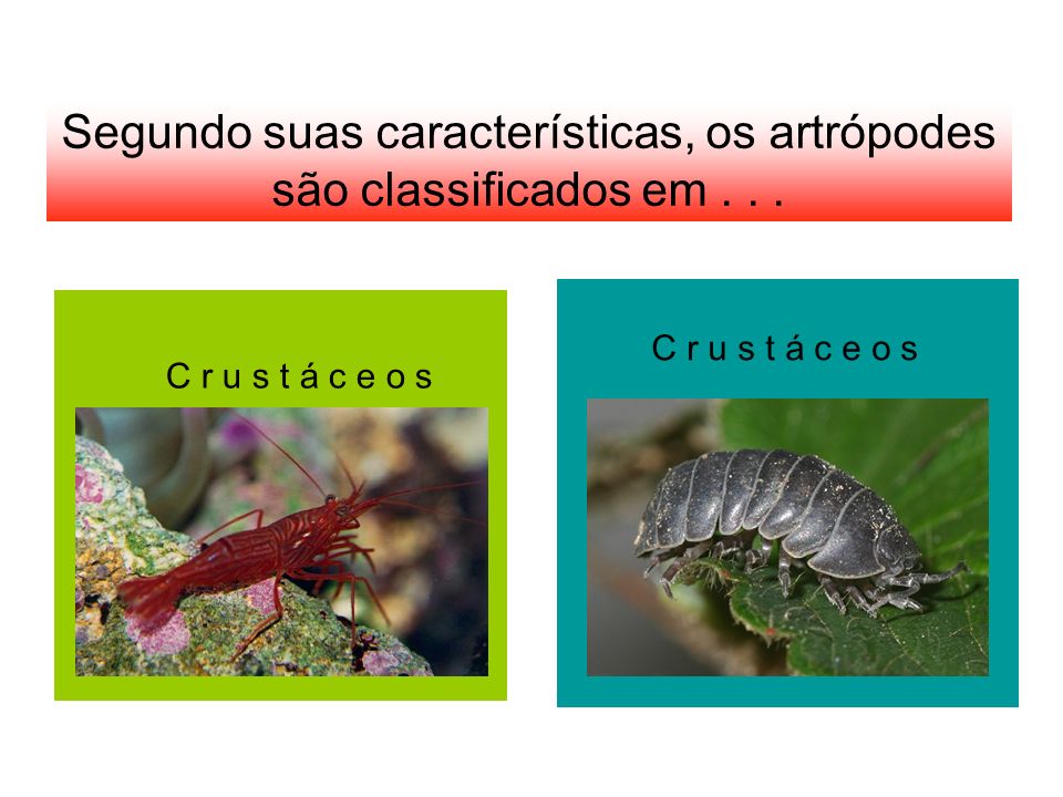 Segundo suas características, os artrópodes são classificados em . . .