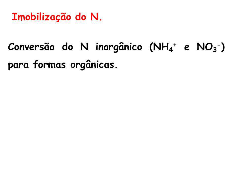 Imobilização do N. Conversão do N inorgânico (NH4+ e NO3-) para formas orgânicas.