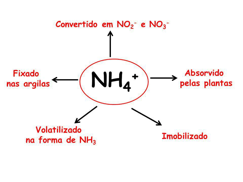 NH4+ Convertido em NO2- e NO3- Fixado Absorvido nas argilas