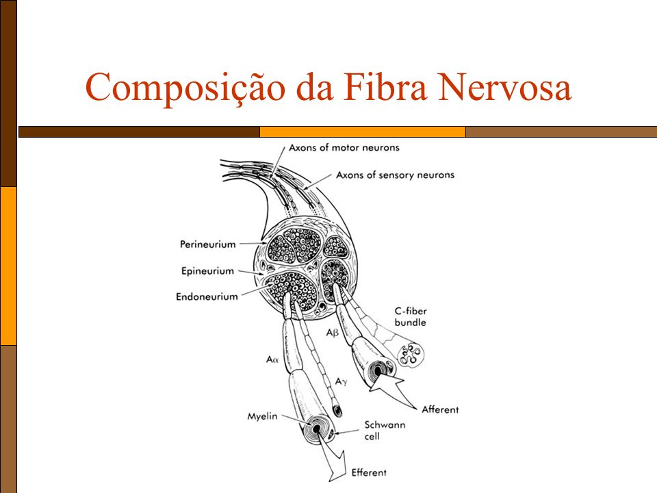 Composição da Fibra Nervosa