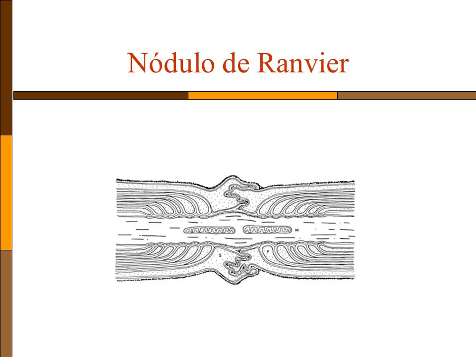Nódulo de Ranvier