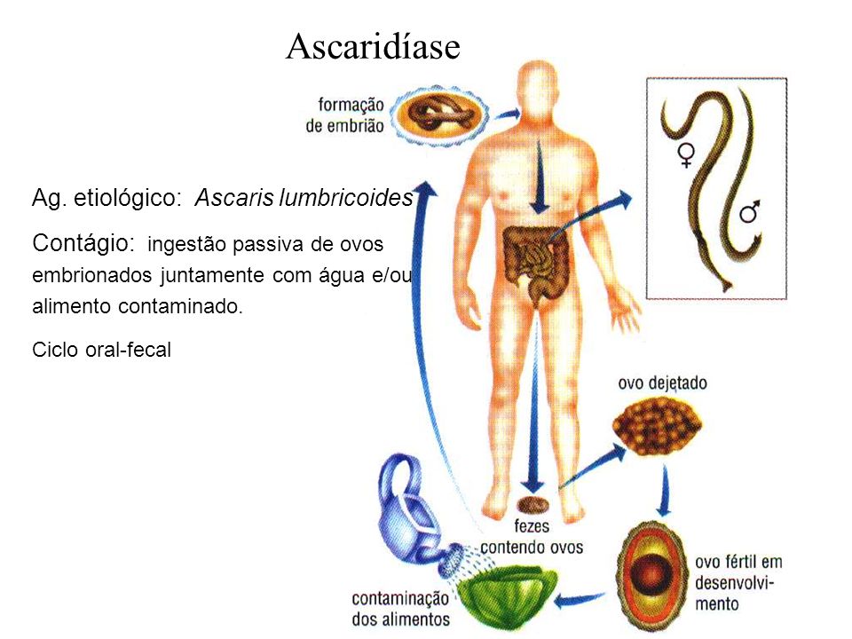Ascaridíase Ag. etiológico: Ascaris lumbricoides