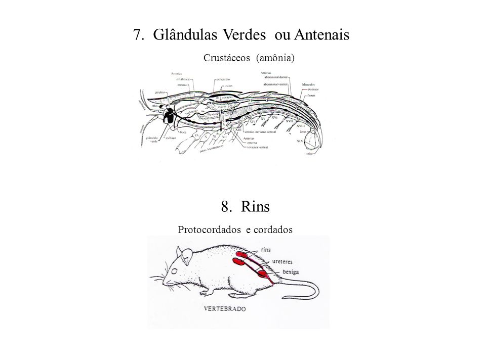 7. Glândulas Verdes ou Antenais