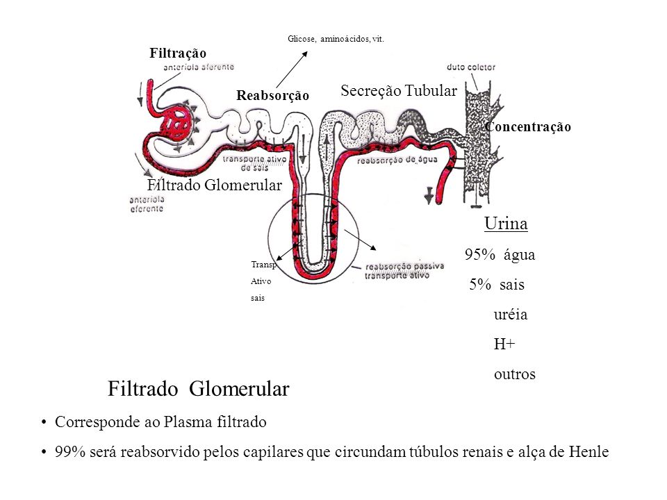 Filtrado Glomerular Urina Secreção Tubular Filtrado Glomerular