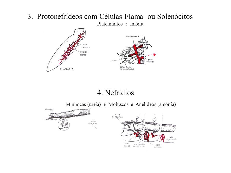 3. Protonefrídeos com Células Flama ou Solenócitos