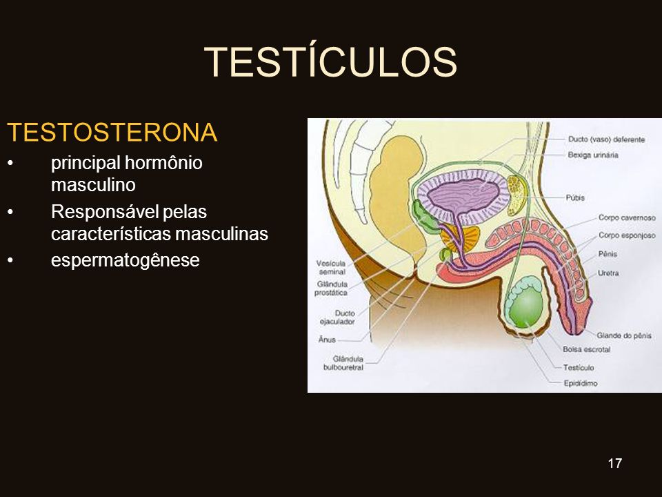 TESTÍCULOS TESTOSTERONA principal hormônio masculino