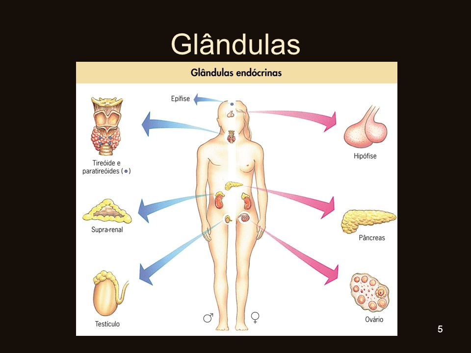Glândulas