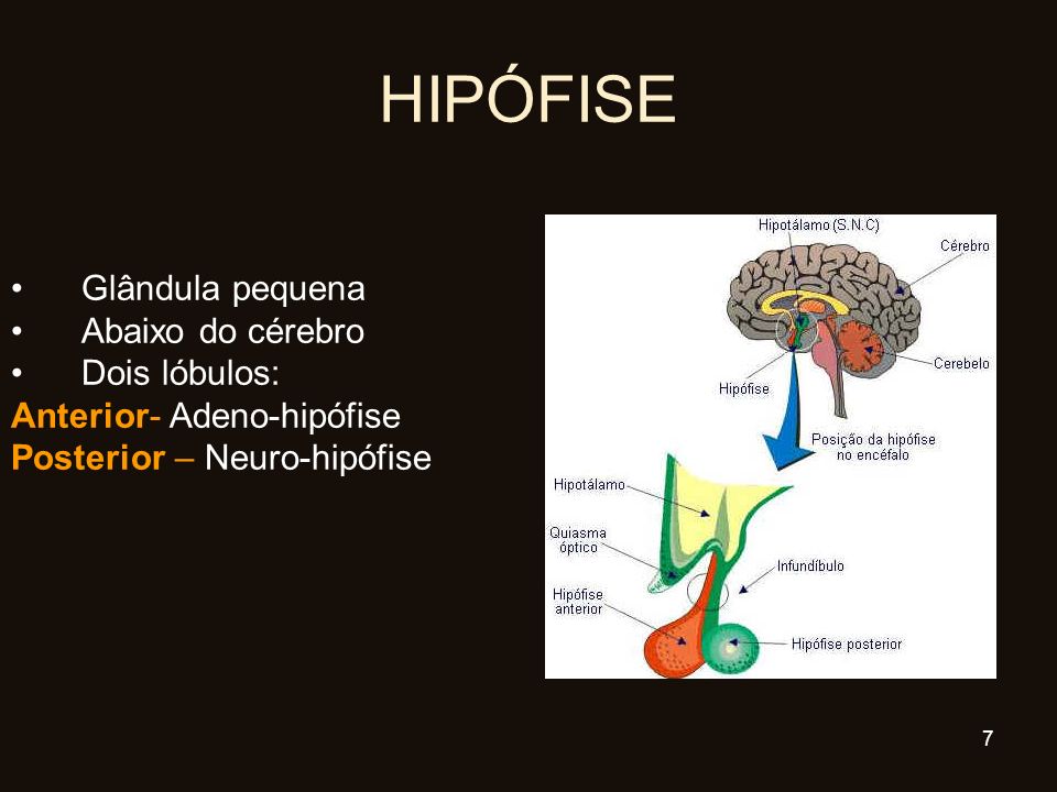 HIPÓFISE Glândula pequena Abaixo do cérebro Dois lóbulos: