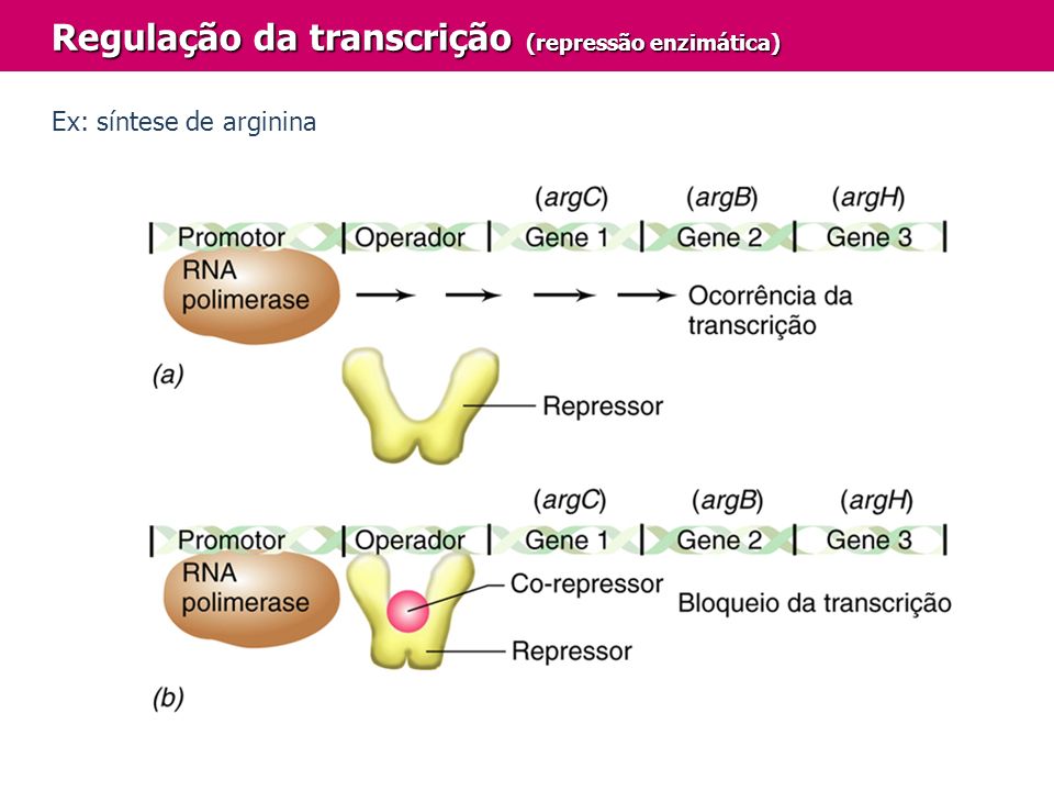 Regulação da transcrição (repressão enzimática)
