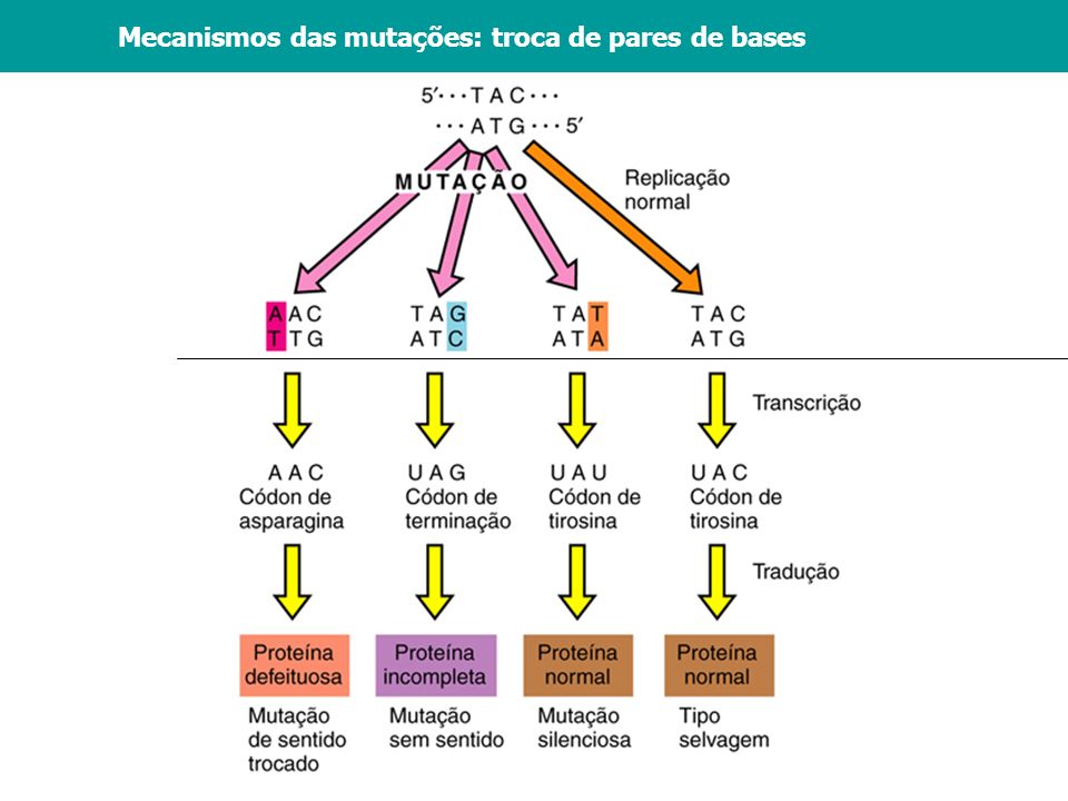 Mecanismos das mutações: troca de pares de bases