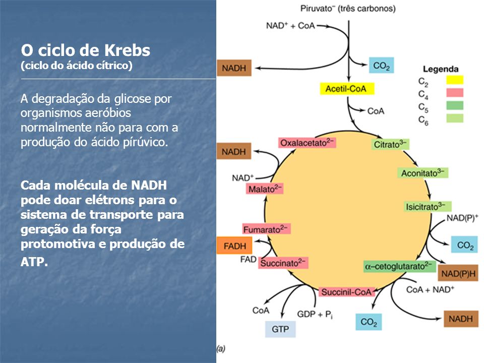 O ciclo de Krebs (ciclo do ácido cítrico) A degradação da glicose por organismos aeróbios normalmente não para com a produção do ácido pírúvico.