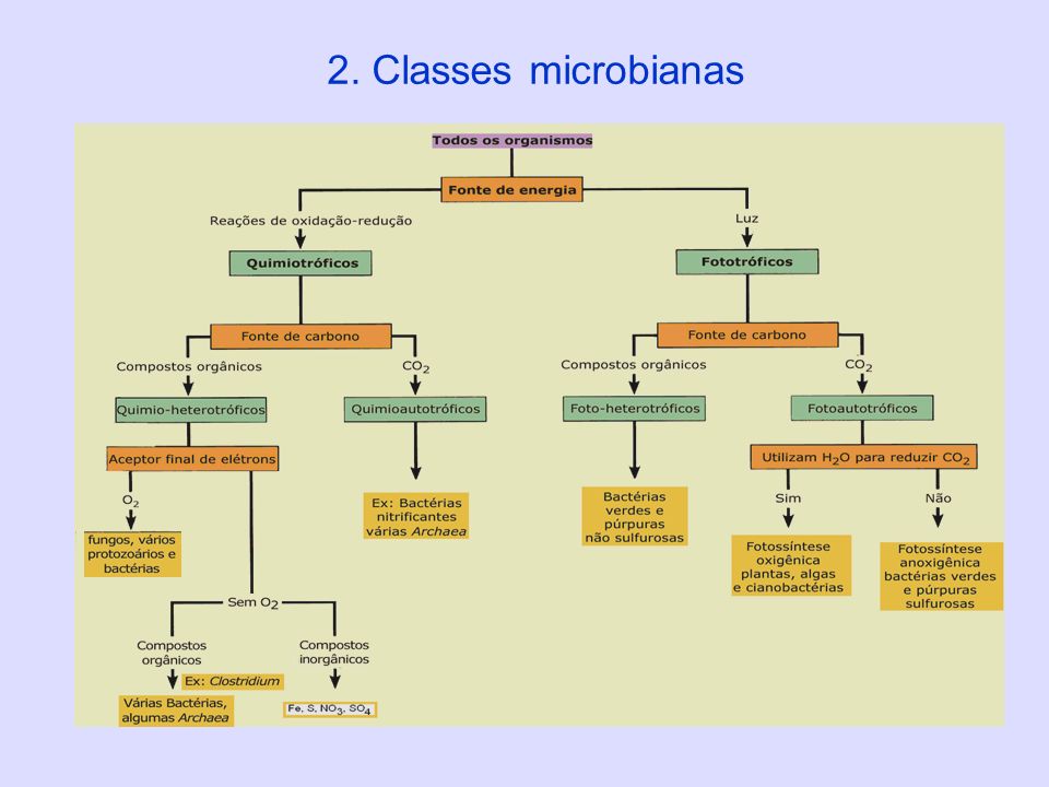 2. Classes microbianas