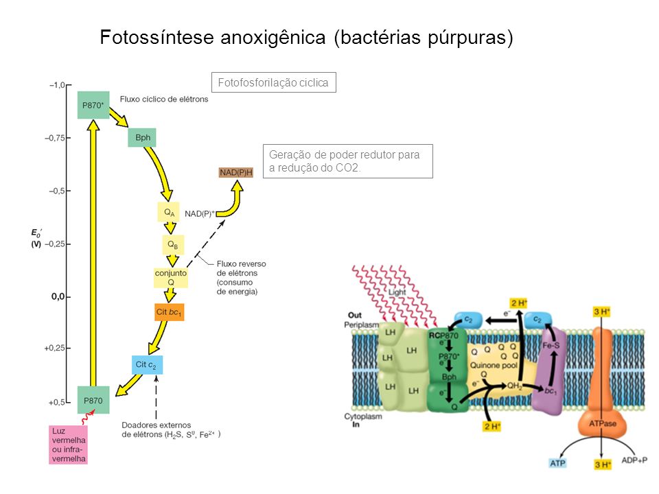 Fotossíntese anoxigênica (bactérias púrpuras)