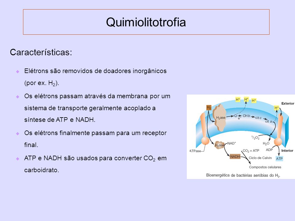 Quimiolitotrofia Características: