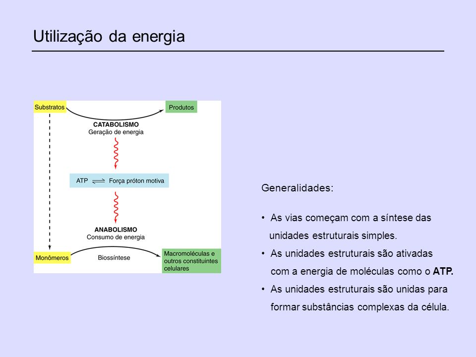Utilização da energia Generalidades: As vias começam com a síntese das