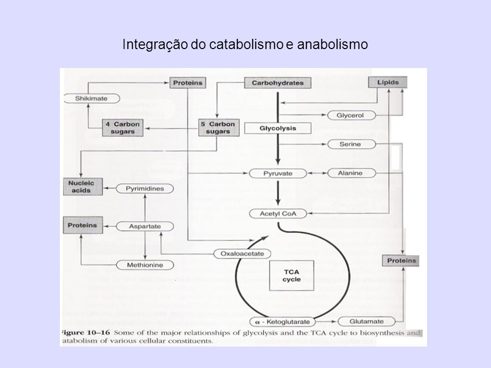 Integração do catabolismo e anabolismo