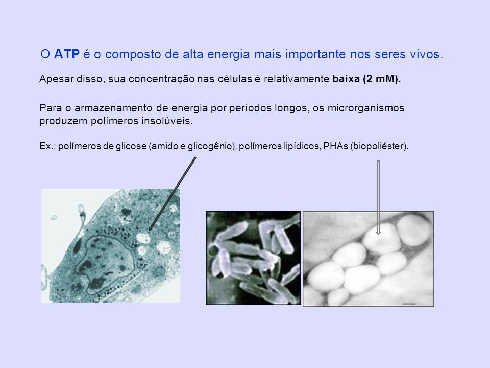 O ATP é o composto de alta energia mais importante nos seres vivos.