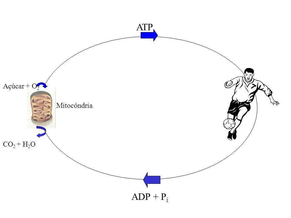 ATP Açúcar + O2 Mitocôndria CO2 + H2O ADP + Pi