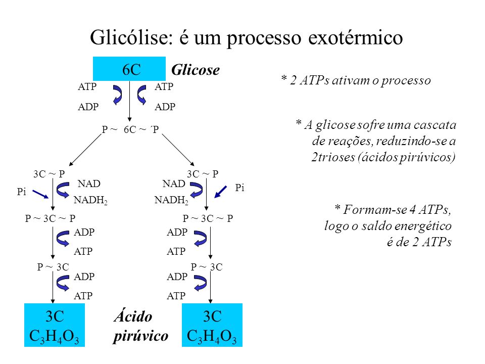 Glicólise: é um processo exotérmico