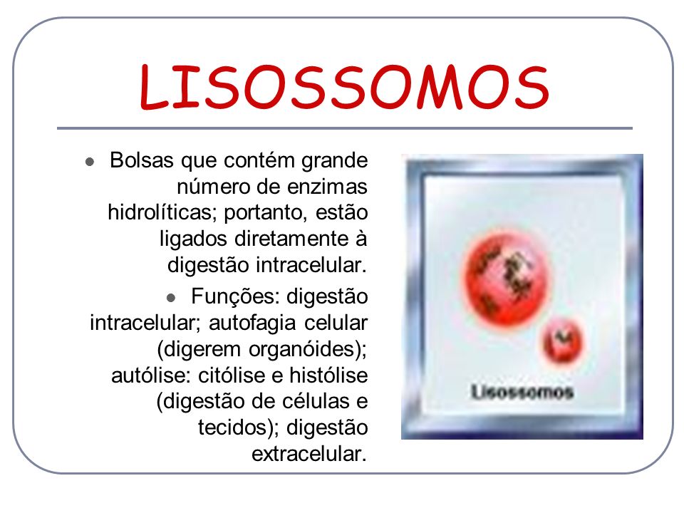 LISOSSOMOS Bolsas que contém grande número de enzimas hidrolíticas; portanto, estão ligados diretamente à digestão intracelular.