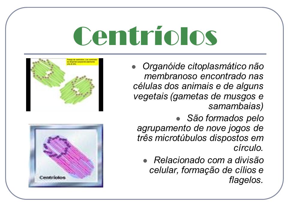 Centríolos Organóide citoplasmático não membranoso encontrado nas células dos animais e de alguns vegetais (gametas de musgos e samambaias)