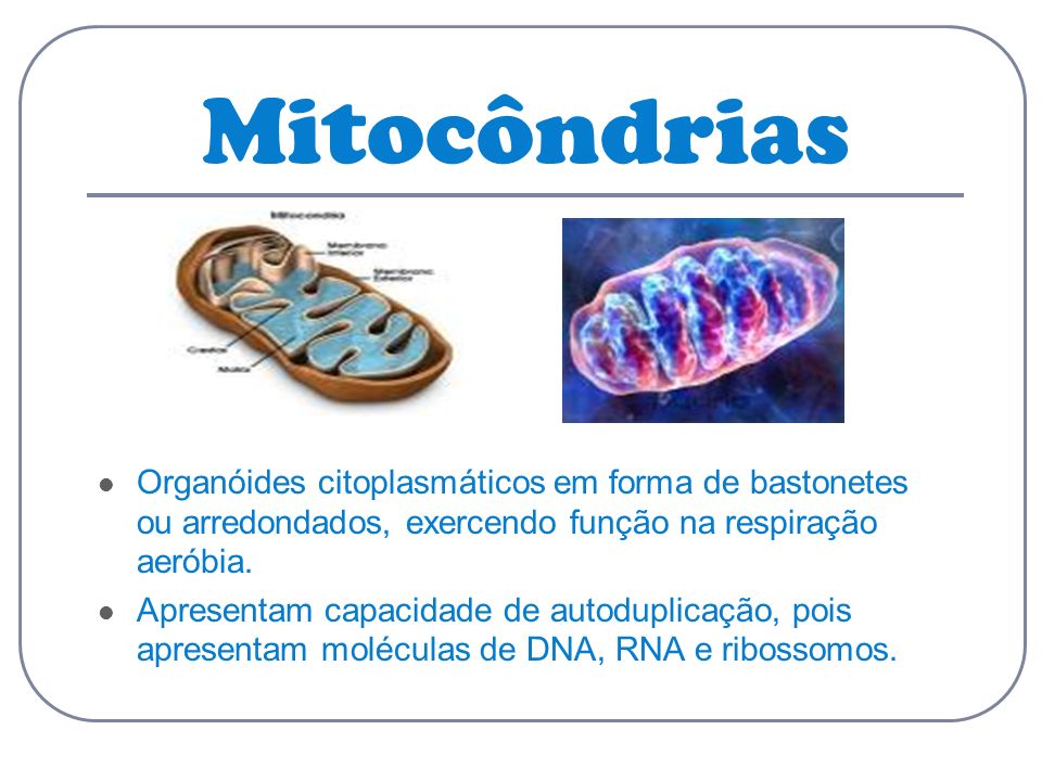 Mitocôndrias Organóides citoplasmáticos em forma de bastonetes ou arredondados, exercendo função na respiração aeróbia.