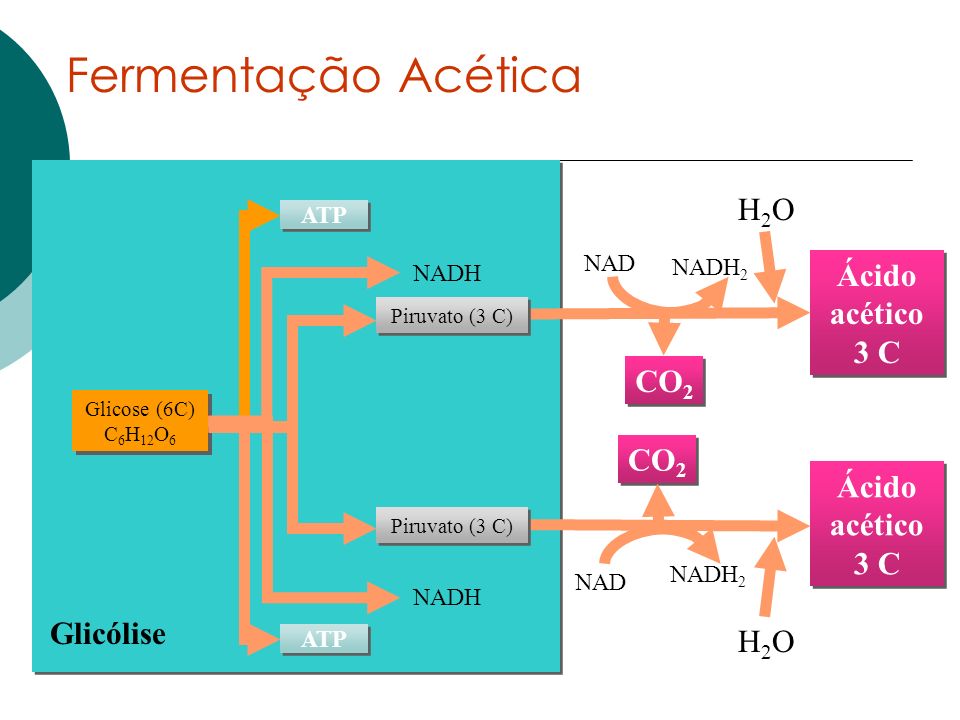 Fermentação Acética CO2 Ácido acético 3 C Glicólise H2O NADH2 NAD NADH
