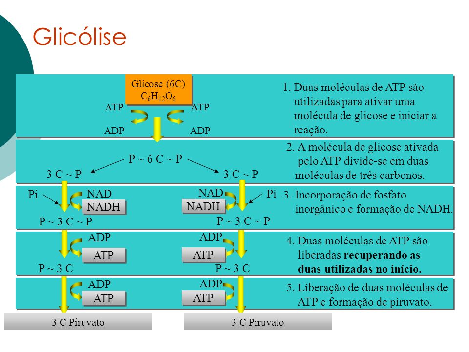 Glicólise 1. Duas moléculas de ATP são utilizadas para ativar uma