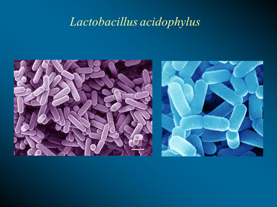 Lactobacillus acidophylus