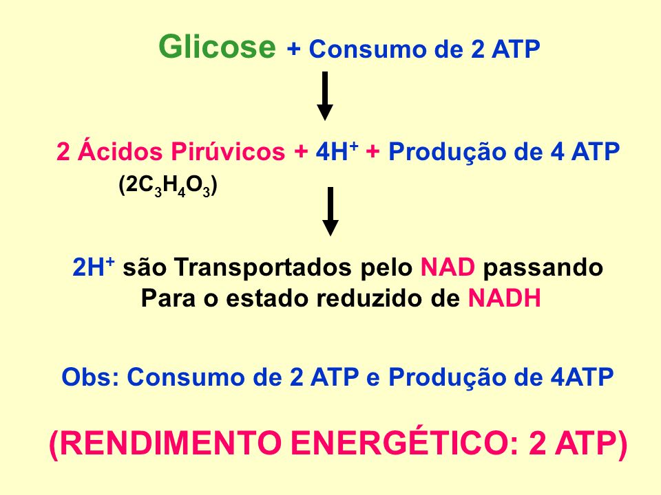 (RENDIMENTO ENERGÉTICO: 2 ATP)