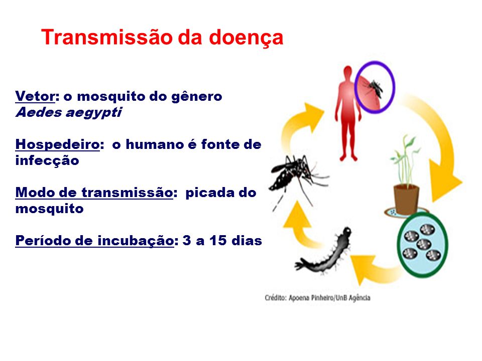 Transmissão da doença Vetor: o mosquito do gênero Aedes aegypti