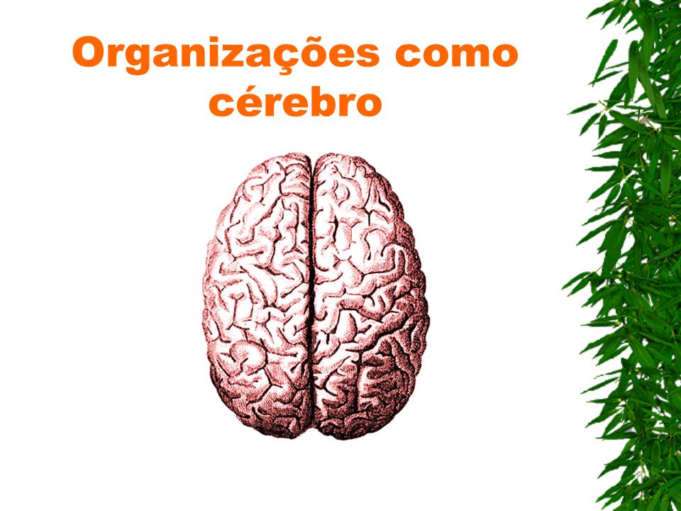 Organizações como cérebro