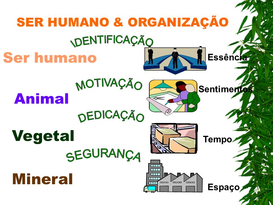 Vegetal Mineral Ser humano Animal SER HUMANO & ORGANIZAÇÃO