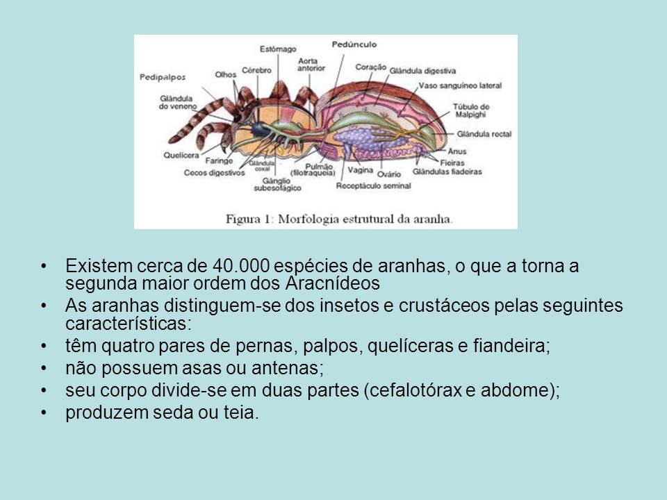 Existem cerca de espécies de aranhas, o que a torna a segunda maior ordem dos Aracnídeos