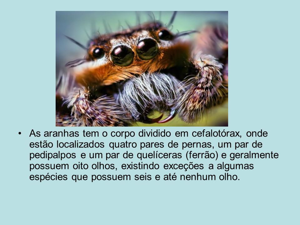 As aranhas tem o corpo dividido em cefalotórax, onde estão localizados quatro pares de pernas, um par de pedipalpos e um par de quelíceras (ferrão) e geralmente possuem oito olhos, existindo exceções a algumas espécies que possuem seis e até nenhum olho.
