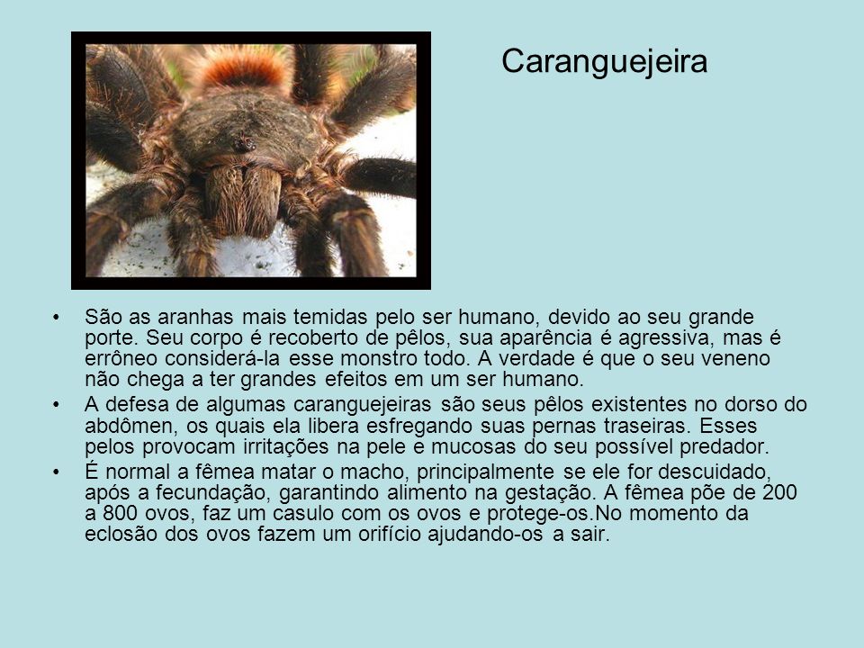 Caranguejeira