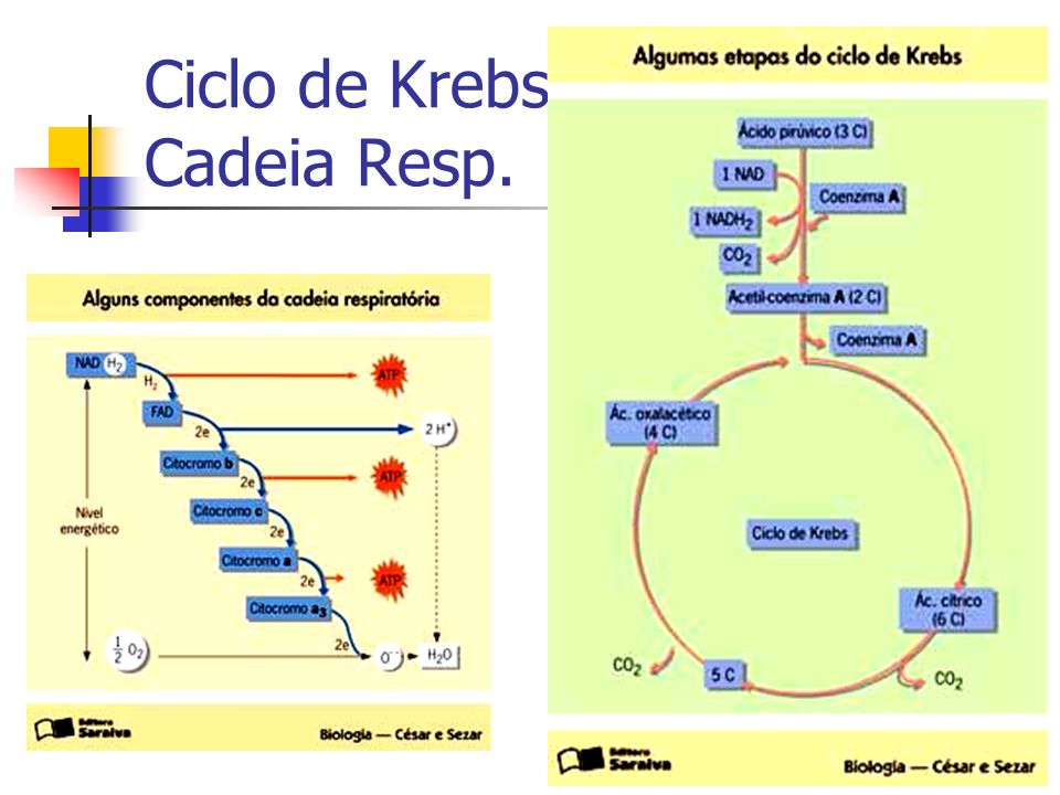 Ciclo de Krebs Cadeia Resp.