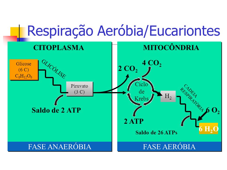 Respiração Aeróbia/Eucariontes