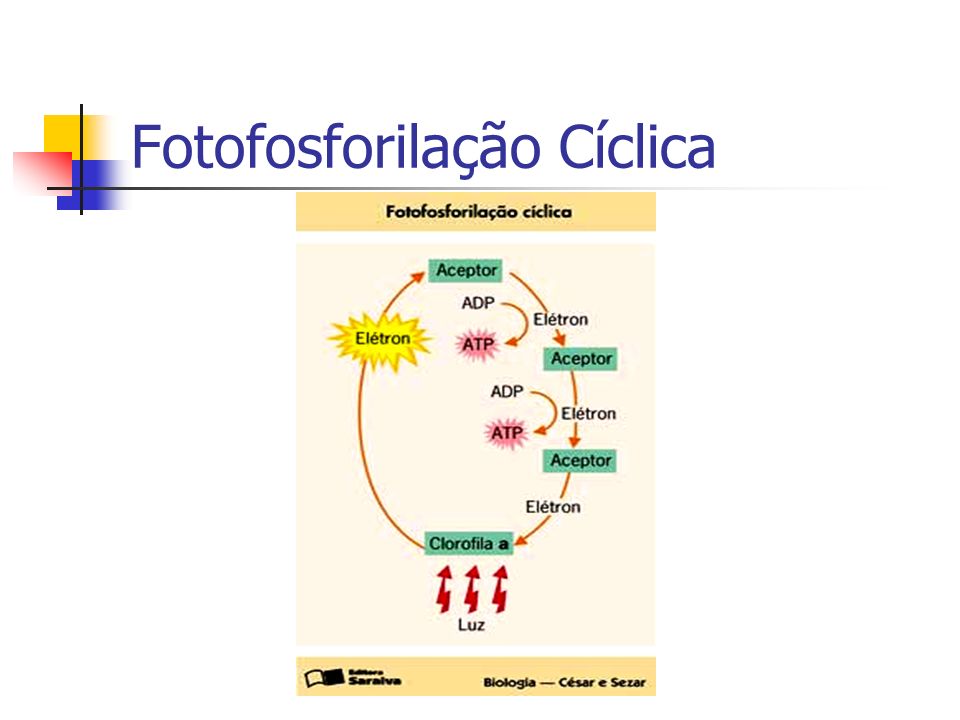 Fotofosforilação Cíclica