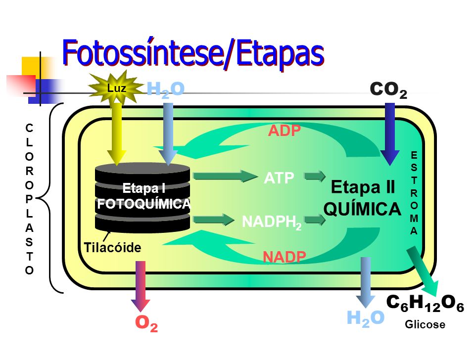 Fotossíntese/Etapas H2O CO2 H2O C6H12O6 O2 Etapa II QUÍMICA ADP ATP