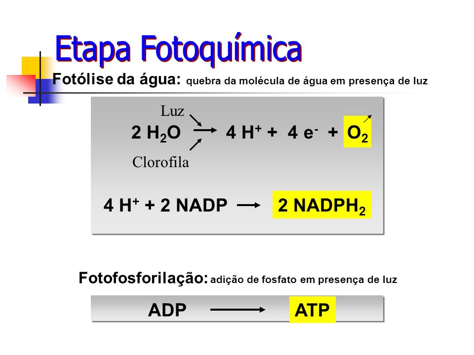 Etapa Fotoquímica O2 2 H2O 4 H+ + 4 e- + 4 H+ + 2 NADP 2 NADPH2 ADP