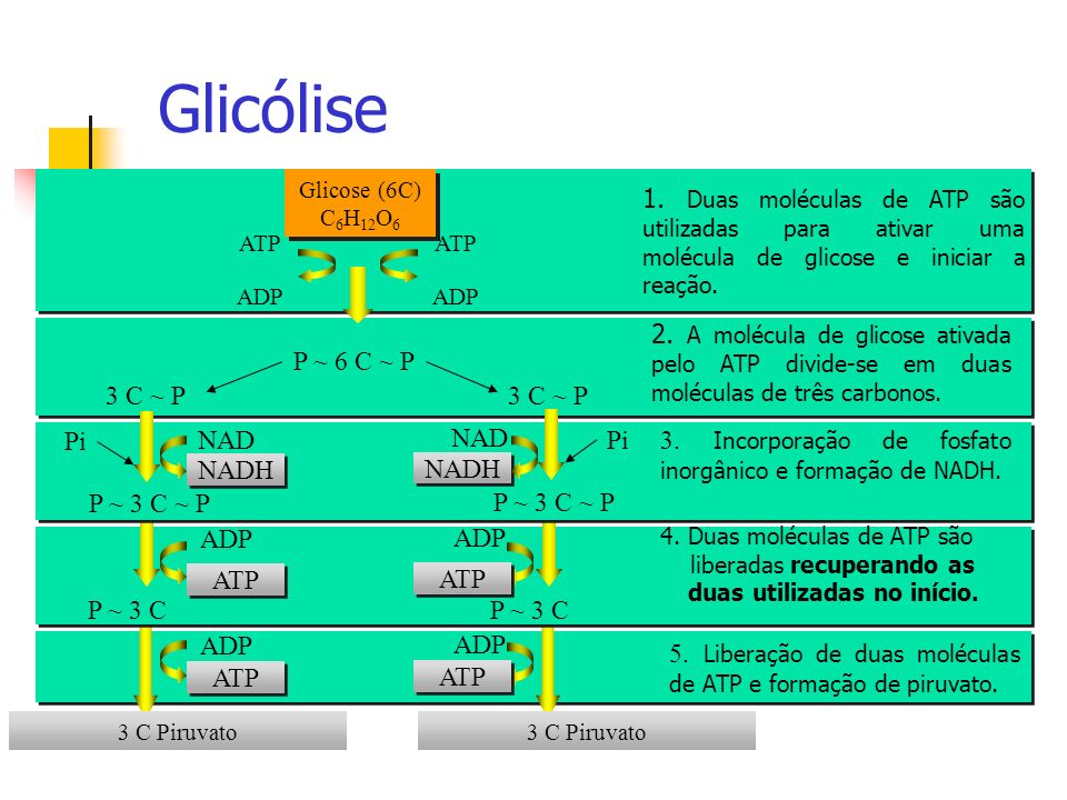 Glicólise Glicose (6C) C6H12O6. 1. Duas moléculas de ATP são utilizadas para ativar uma molécula de glicose e iniciar a reação.