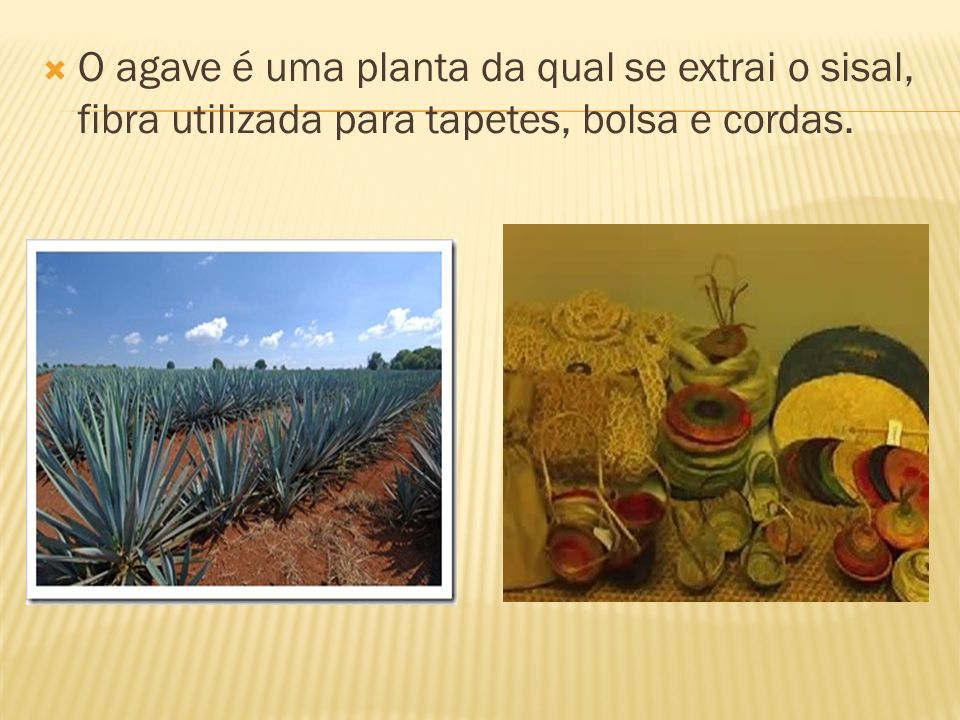 O agave é uma planta da qual se extrai o sisal, fibra utilizada para tapetes, bolsa e cordas.