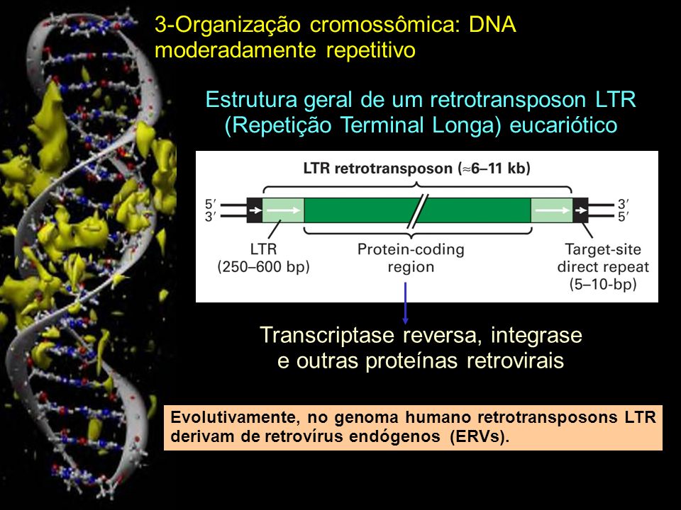 Transcriptase reversa, integrase e outras proteínas retrovirais
