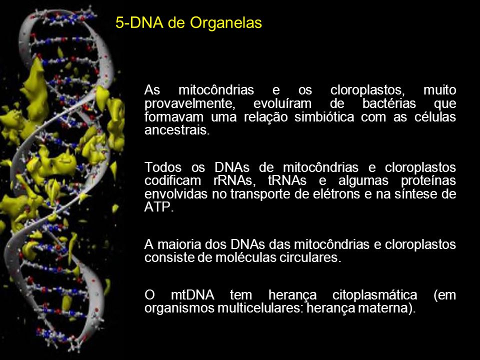 5-DNA de Organelas