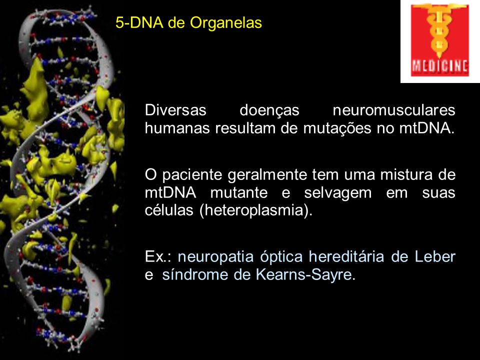 5-DNA de Organelas Diversas doenças neuromusculares humanas resultam de mutações no mtDNA.