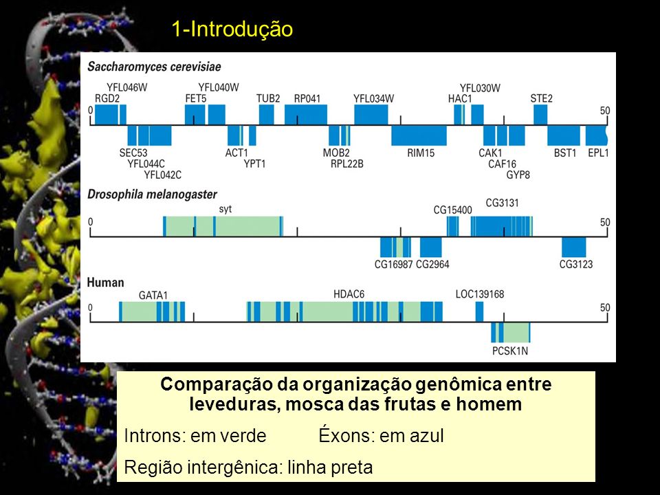 1-Introdução Comparação da organização genômica entre leveduras, mosca das frutas e homem. Introns: em verde Éxons: em azul.