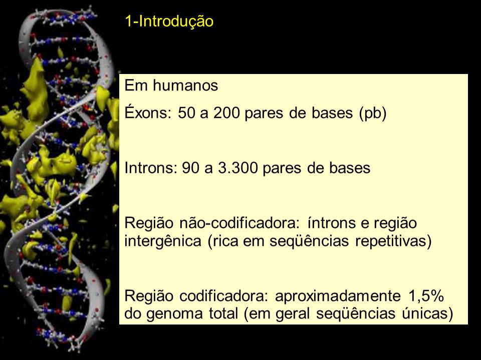 1-Introdução Em humanos. Éxons: 50 a 200 pares de bases (pb) Introns: 90 a pares de bases.