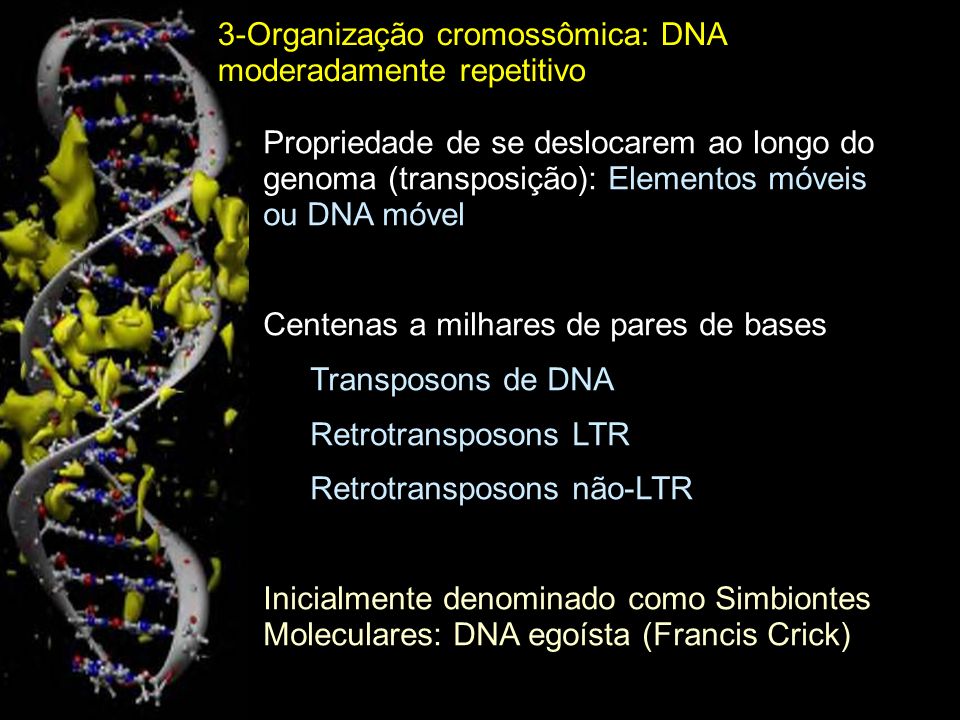 3-Organização cromossômica: DNA moderadamente repetitivo