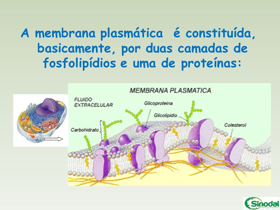 A membrana plasmática é constituída, basicamente, por duas camadas de fosfolipídios e uma de proteínas: